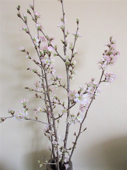 啓翁桜が2日で満開です 21 02 15 フランス語と 鎌倉と 私と 啓翁桜が2日で満開です 21 02 15 フランス語と 鎌倉と 私と
