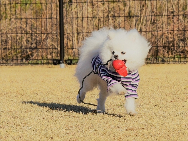 夢はでっかく 徒然てんぐさ 夢はでっかく 徒然てんぐさ