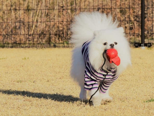 夢はでっかく_d0360206_19575231.jpg