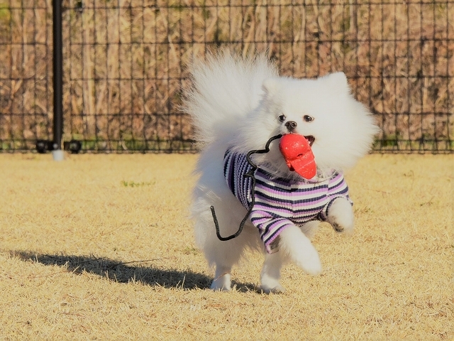 夢はでっかく_d0360206_19575266.jpg