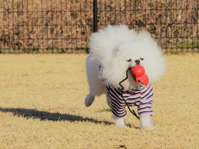 夢はでっかく_d0360206_19575285.jpg