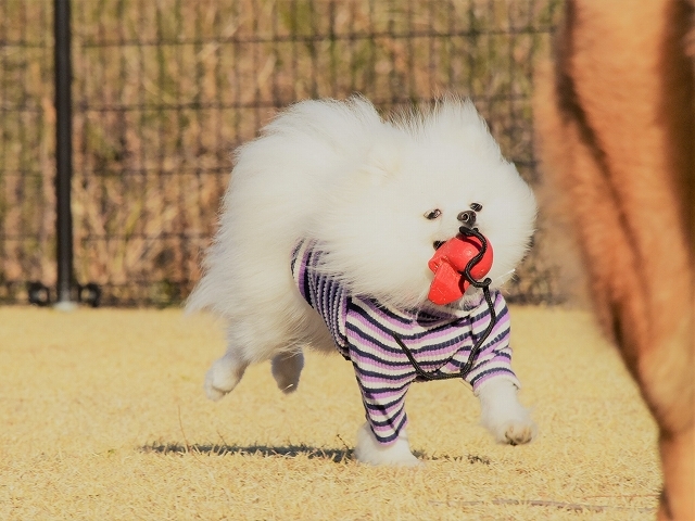 夢はでっかく_d0360206_19575329.jpg