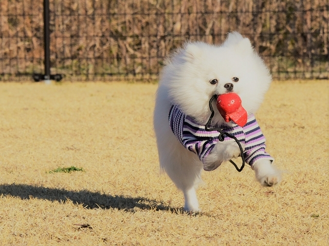 夢はでっかく_d0360206_19575332.jpg