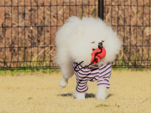 夢はでっかく_d0360206_19575390.jpg