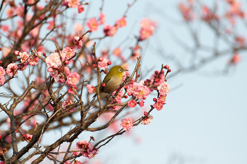 早春の花巡り 梅@梅小路公園_f0032011_20031950.jpg