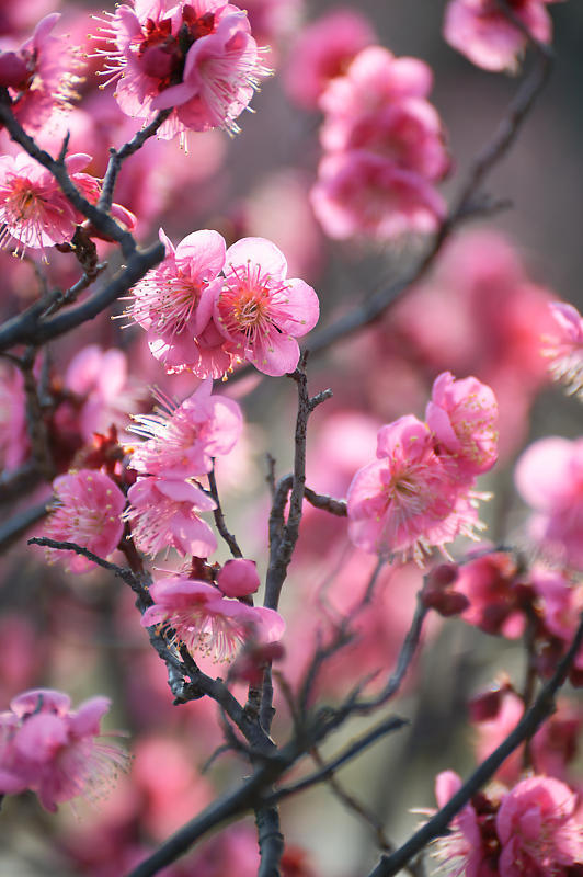 早春の花巡り 梅@梅小路公園_f0032011_20032008.jpg