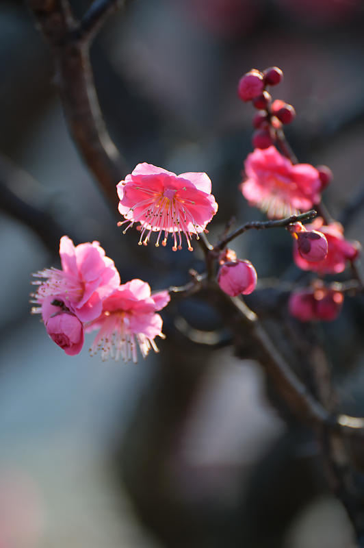 早春の花巡り 梅@梅小路公園_f0032011_20060117.jpg