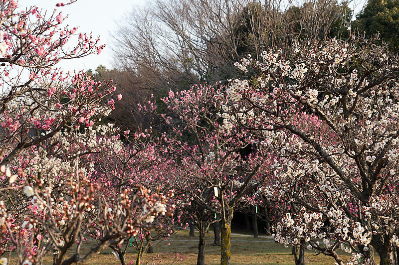 早春の花巡り 梅@梅小路公園_f0032011_20060124.jpg