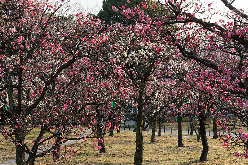 早春の花巡り 梅@梅小路公園_f0032011_20074835.jpg