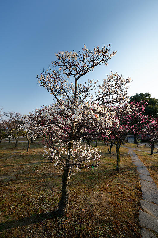 早春の花巡り 梅@梅小路公園_f0032011_20095047.jpg