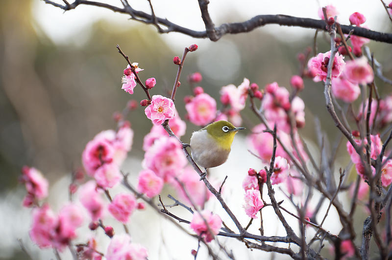 早春の花巡り 梅@梅小路公園_f0032011_20095181.jpg