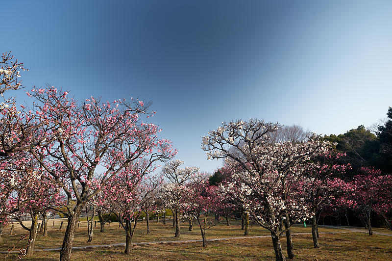 早春の花巡り 梅@梅小路公園_f0032011_20102856.jpg