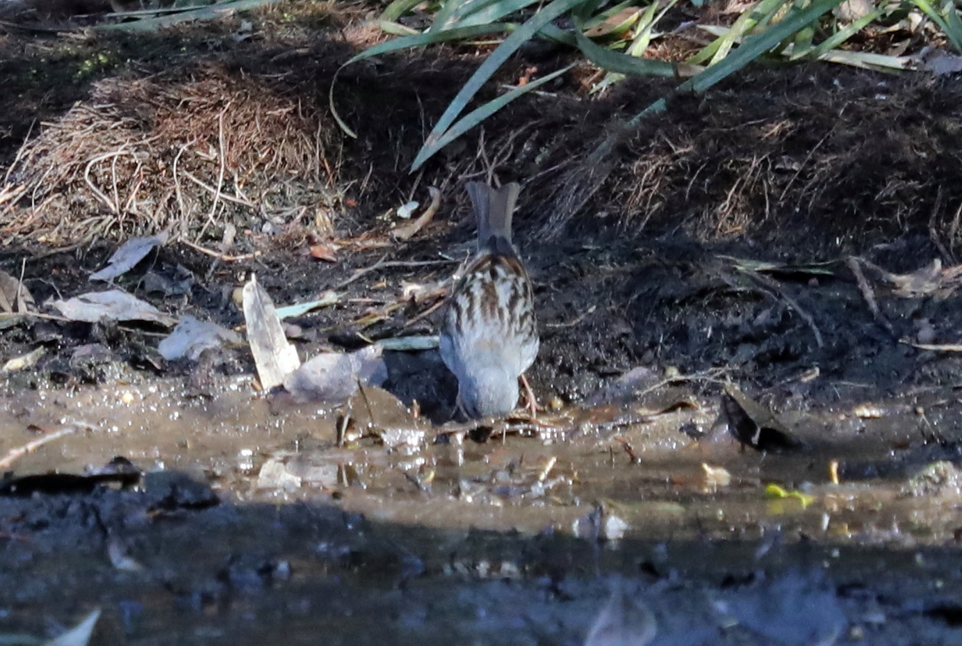 河川敷の公園の池での探鳥　その２（クロジ&マヒワ）_f0239515_16440809.jpg