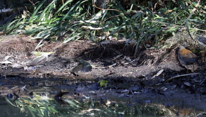 河川敷の公園の池での探鳥　その２（クロジ&マヒワ）_f0239515_16504716.jpg