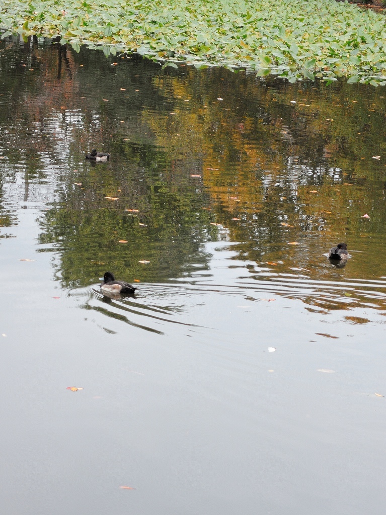 ある風景:Kikuna pond, Yokohama@Dec~Jan #1_d0393923_22291264.jpg