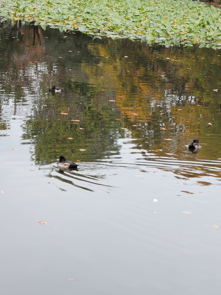 ある風景：Kikuna pond, Yokohama@Dec～Jan #1_d0393923_22291264.jpg