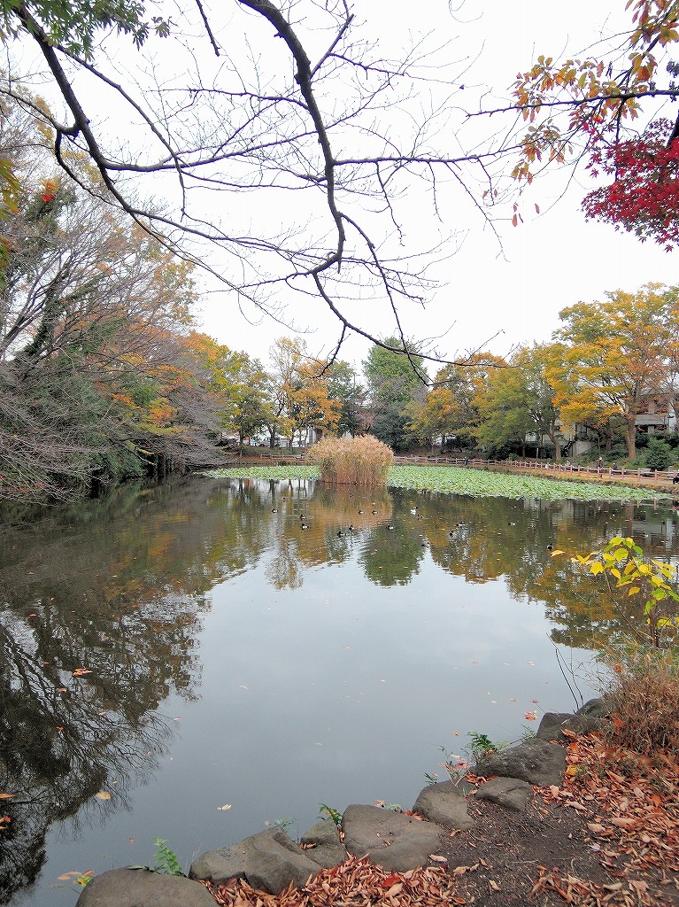 ある風景:Kikuna pond, Yokohama@Dec~Jan #1_d0393923_22292000.jpg
