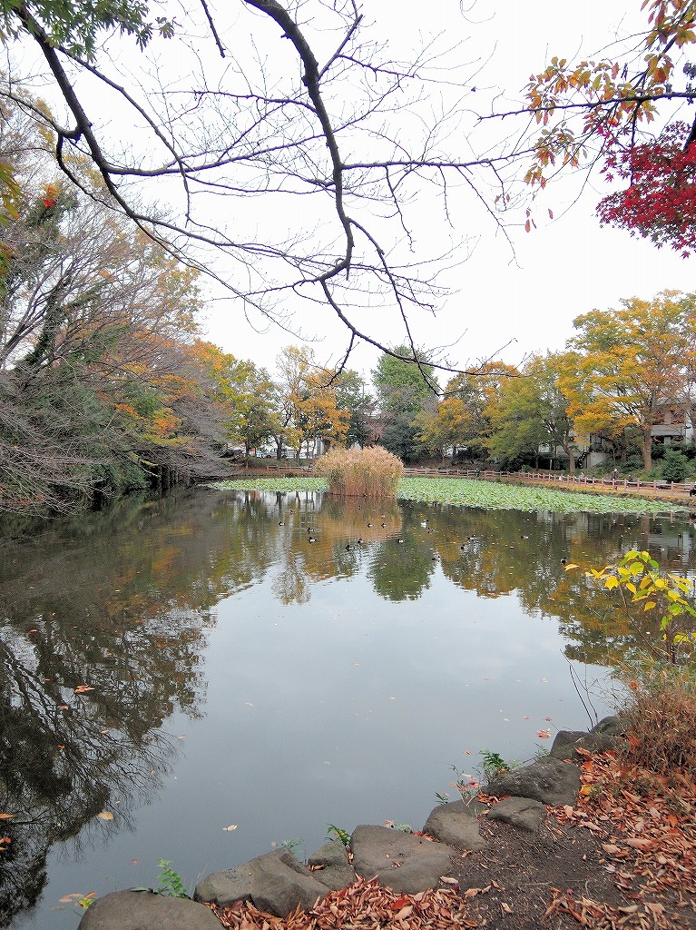 ある風景：Kikuna pond, Yokohama@Dec～Jan #1_d0393923_22292000.jpg