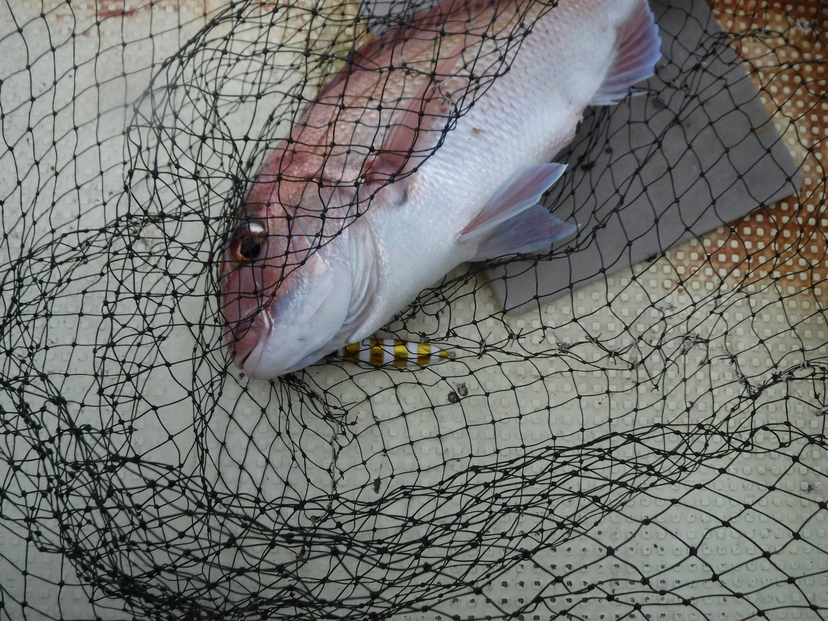 釣り2日目_c0222430_17491007.jpg