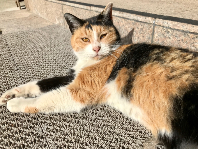 ポルトガルのチョコレート りすぼんうまいもの日記