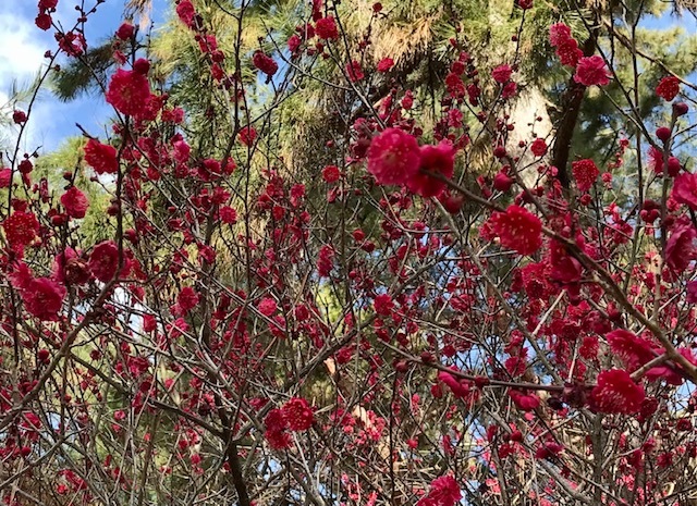 桜のかんざし色々(1)・京都御所の梅が咲いています。_f0181251_18270350.jpg