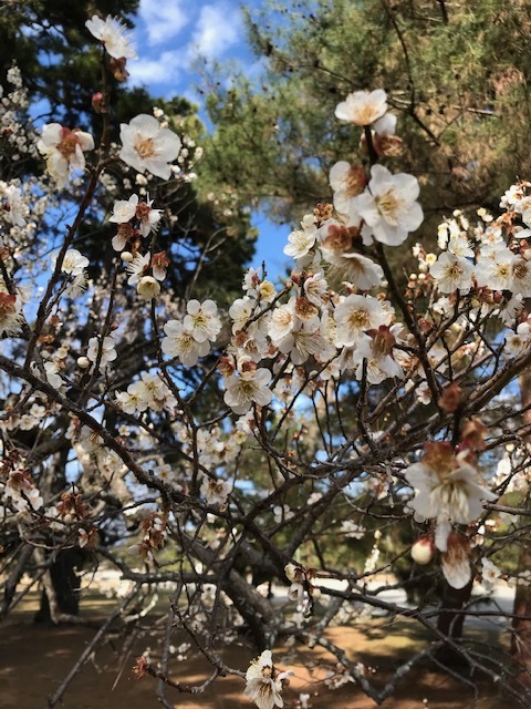桜のかんざし色々(1)・京都御所の梅が咲いています。_f0181251_18274290.jpg