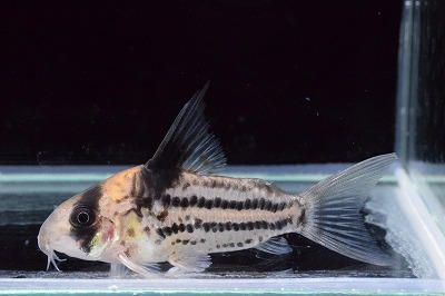 コリドラス コルレア : アクア エフ の入荷情報