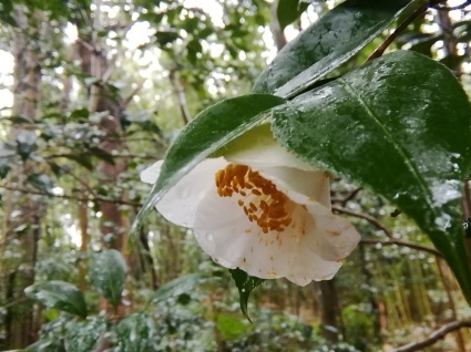 素敵な雨の日…_b0368362_15120306.jpg