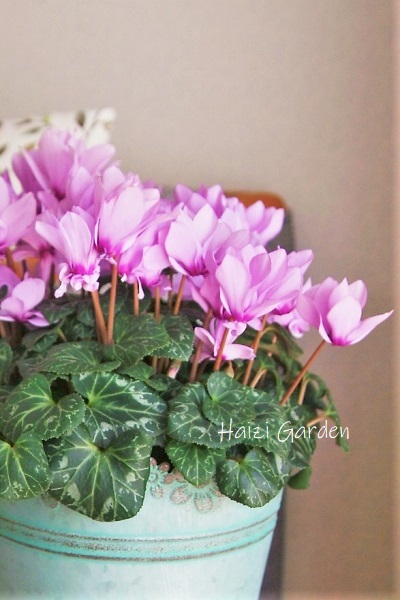 食虫植物ムシトリスミレがまた咲いたのヨ～ン : balcony＊xingxing＊