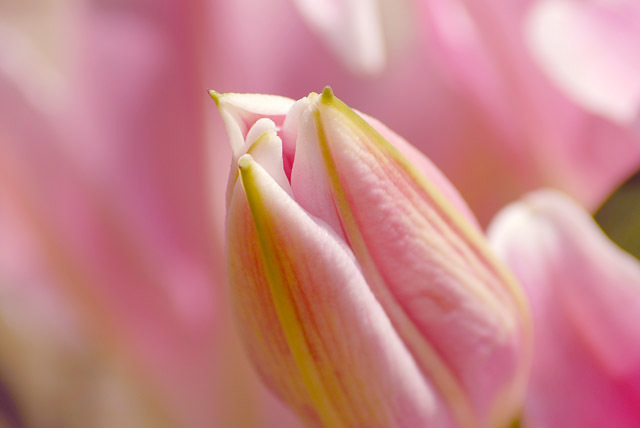 花に慰められる日々を_d0085887_21454788.jpg