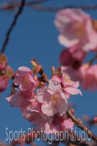 今日の河津桜_d0256494_06001794.jpg