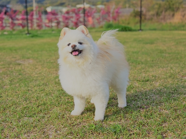 ハッピー、誕生日おめでとう。_d0360206_20355547.jpg