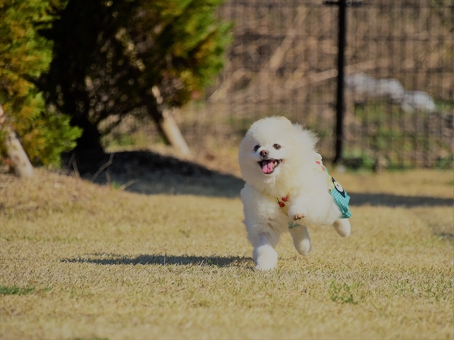 ハッピー、誕生日おめでとう。_d0360206_20361925.jpg