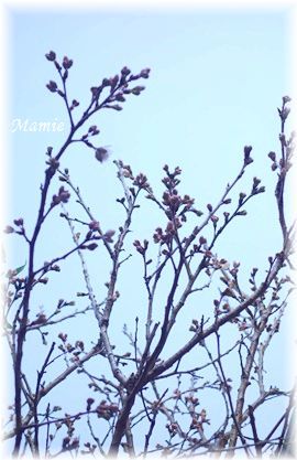 梅は咲いたか　桜はまだかいな～♪_d0387712_21324876.jpg