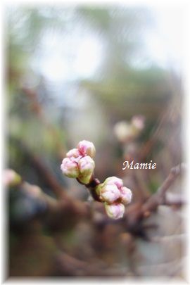 梅は咲いたか　桜はまだかいな～♪_d0387712_21355366.jpg
