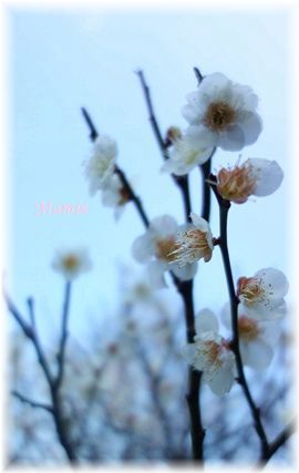 梅は咲いたか　桜はまだかいな～♪_d0387712_21381747.jpg