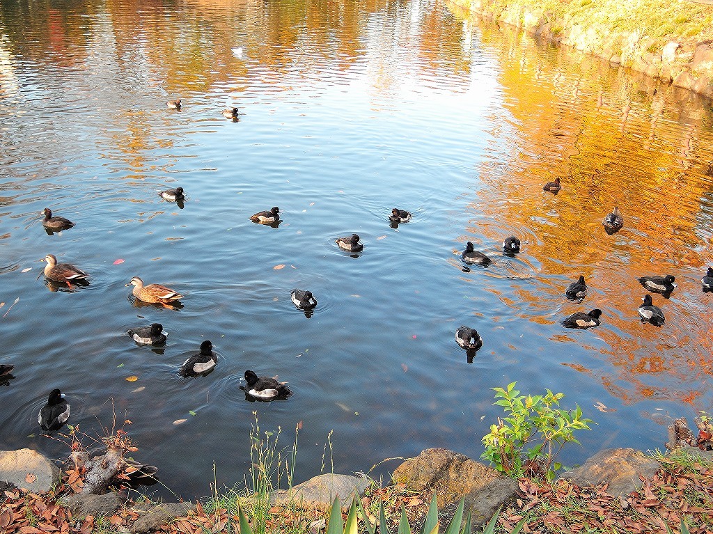 ある風景:Kikuna pond, Yokohama@Dec~Jan #2_d0393923_23455811.jpg