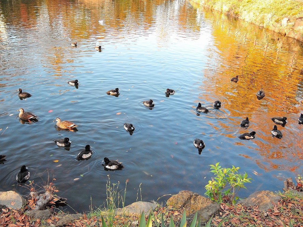 ある風景：Kikuna pond, Yokohama@Dec～Jan #2_d0393923_23455811.jpg