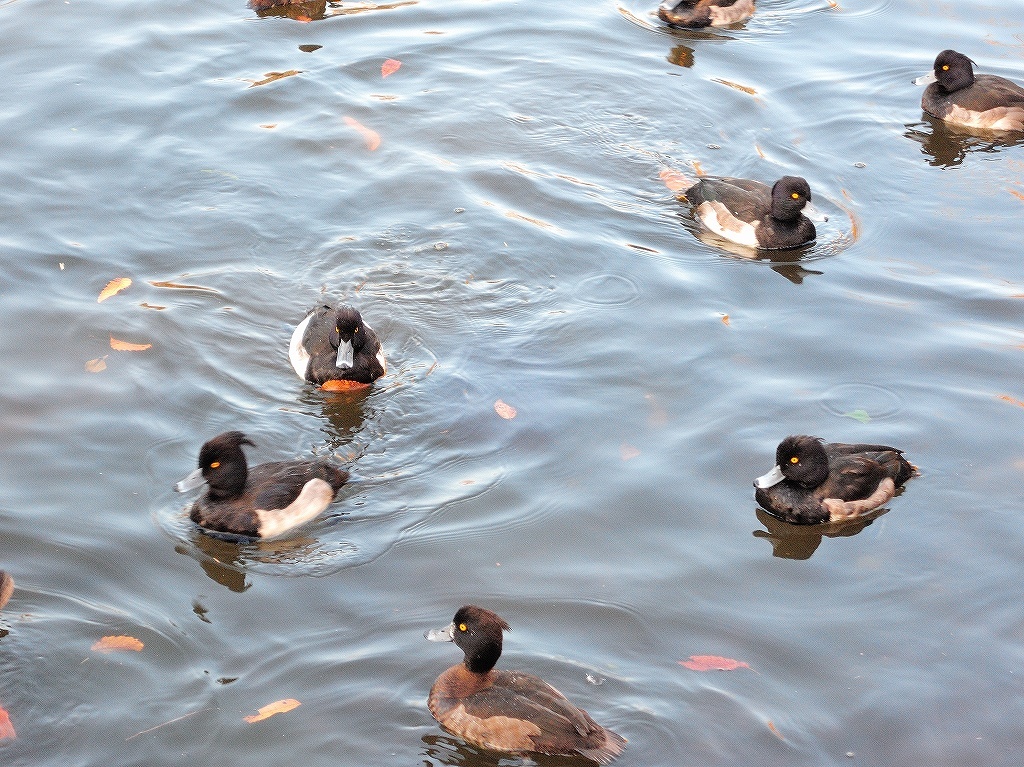 ある風景：Kikuna pond, Yokohama@Dec～Jan #2_d0393923_23455901.jpg