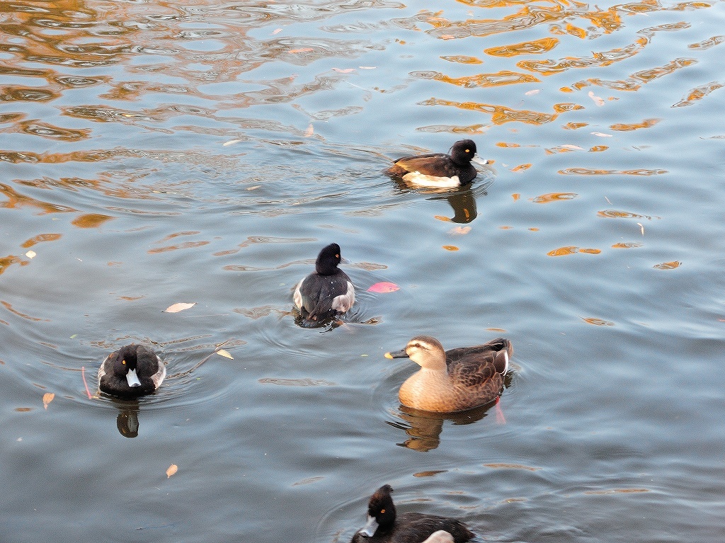 ある風景：Kikuna pond, Yokohama@Dec～Jan #2_d0393923_23455940.jpg