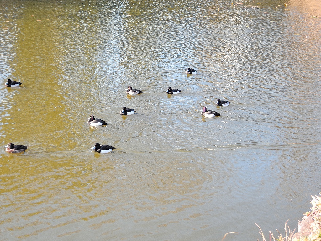 ある風景:Kikuna pond, Yokohama@Dec~Jan #2_d0393923_23455973.jpg