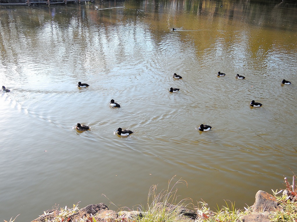 ある風景：Kikuna pond, Yokohama@Dec～Jan #2_d0393923_23460572.jpg