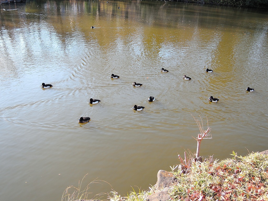 ある風景：Kikuna pond, Yokohama@Dec～Jan #2_d0393923_23460575.jpg