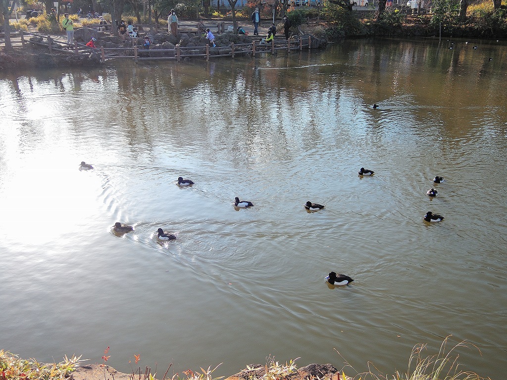 ある風景：Kikuna pond, Yokohama@Dec～Jan #2_d0393923_23460580.jpg