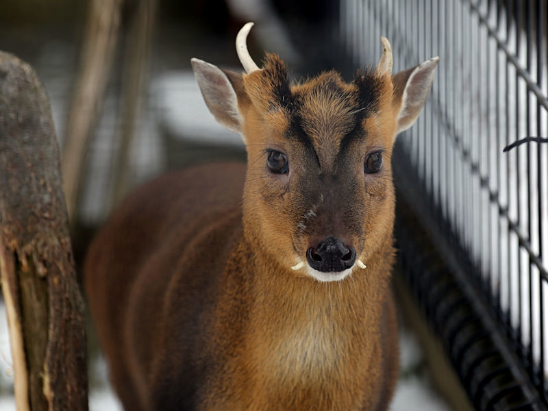 キョンの雪かき 動物園放浪記