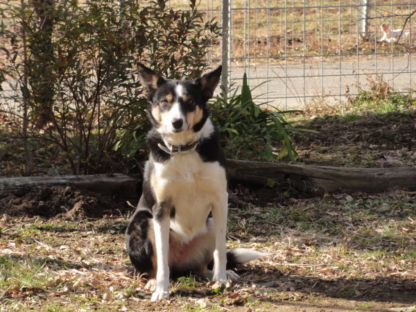 子犬達の親ワン、紹介！（2021/02/17）_f0161158_20542777.jpg