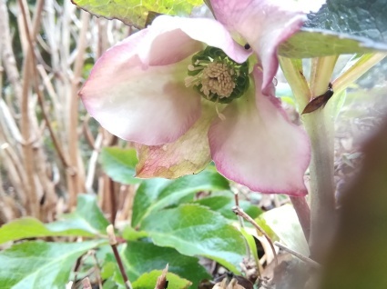 花のページ…_b0368362_17092107.jpg