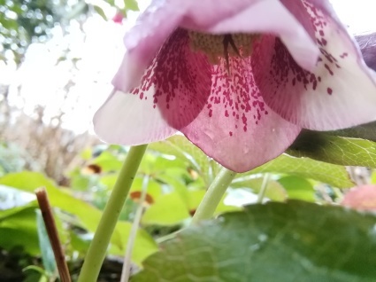 花のページ…_b0368362_17093761.jpg
