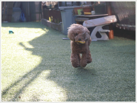 お庭BBQにはちと寒い。。。(*⌒∇⌒*)テヘ♪_b0175688_19335158.gif