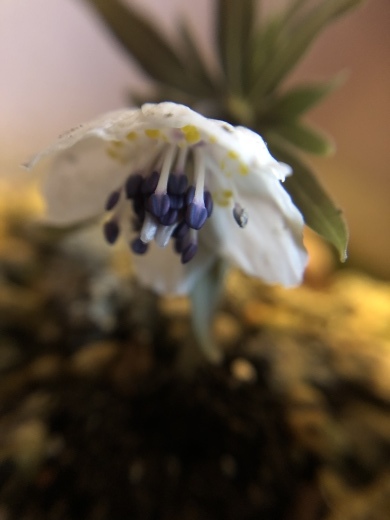山野草 セツブンソウ_a0129492_09430863.jpeg